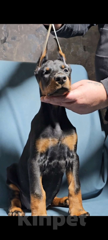 Собаки в Москве: Щенки добермана Девочка, Бесплатно - фото 4