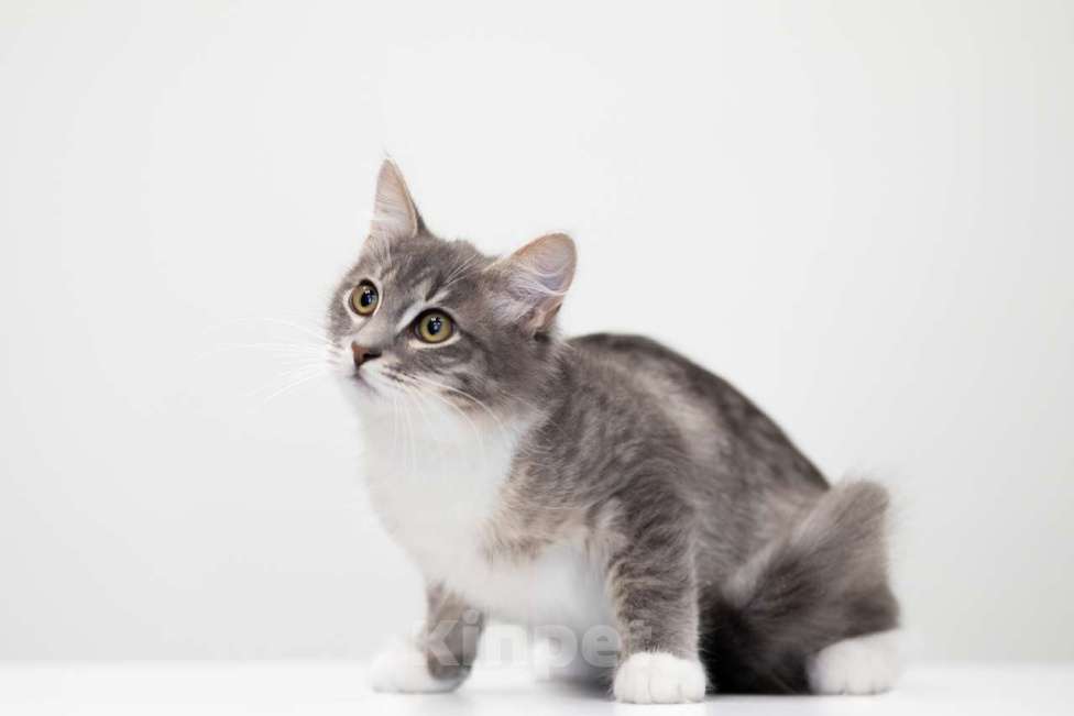 Кошки в Москве: Каспер Мальчик, Бесплатно - фото 4