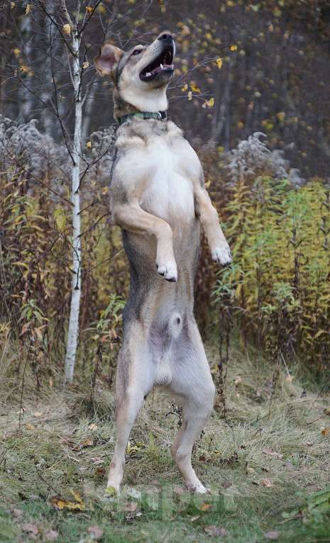 Собаки в Ногинске: Марти - веселый щенок в поиске дома Мальчик, Бесплатно - фото 6