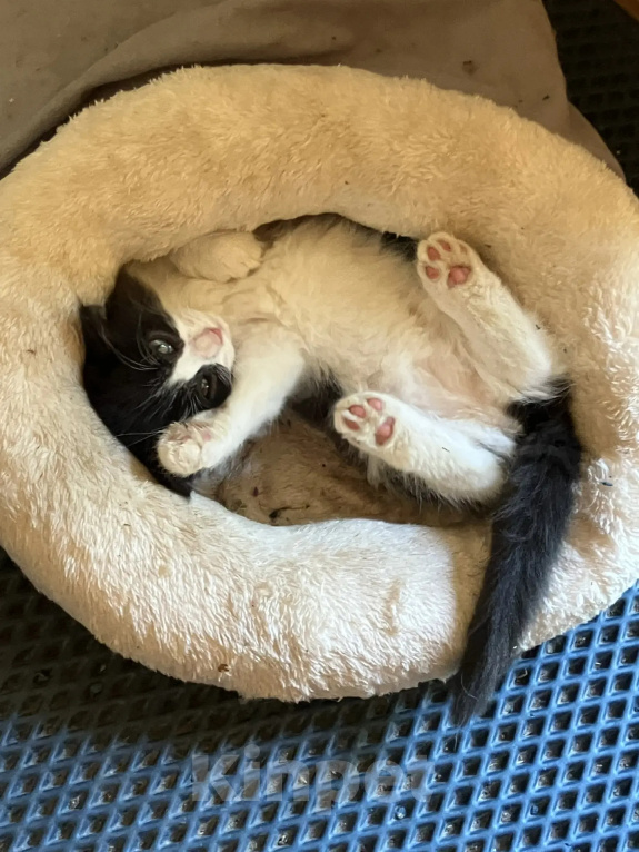 Кошки в Балашихе: Котята на радость и счастье Девочка, Бесплатно - фото 4