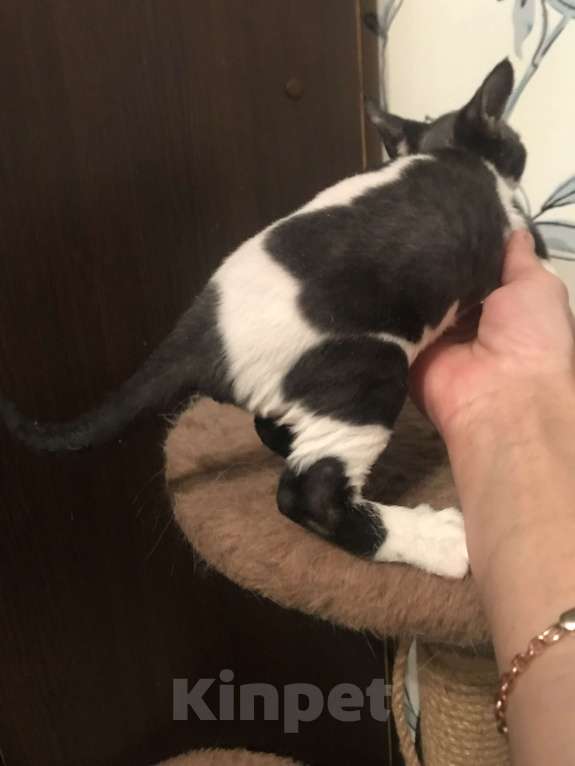 Кошки в Москве: Котенок Девон рекс очень редкого окраса Девочка, 45 000 руб. - фото 6