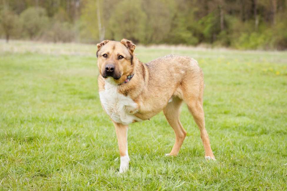 Собаки в Москве: Алабай в добрые руки Мальчик, Бесплатно - фото 3