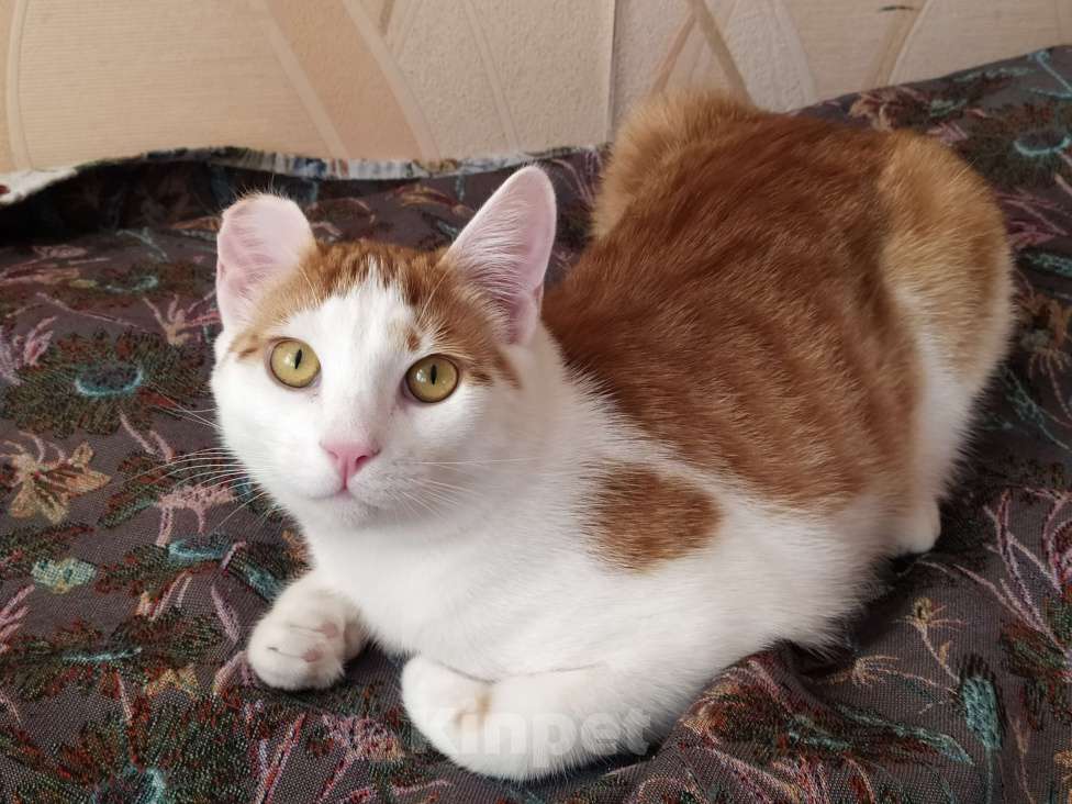 Кошки в Санкт-Петербурге: Молодой котейка Яша в добрые руки Мальчик, Бесплатно - фото 3