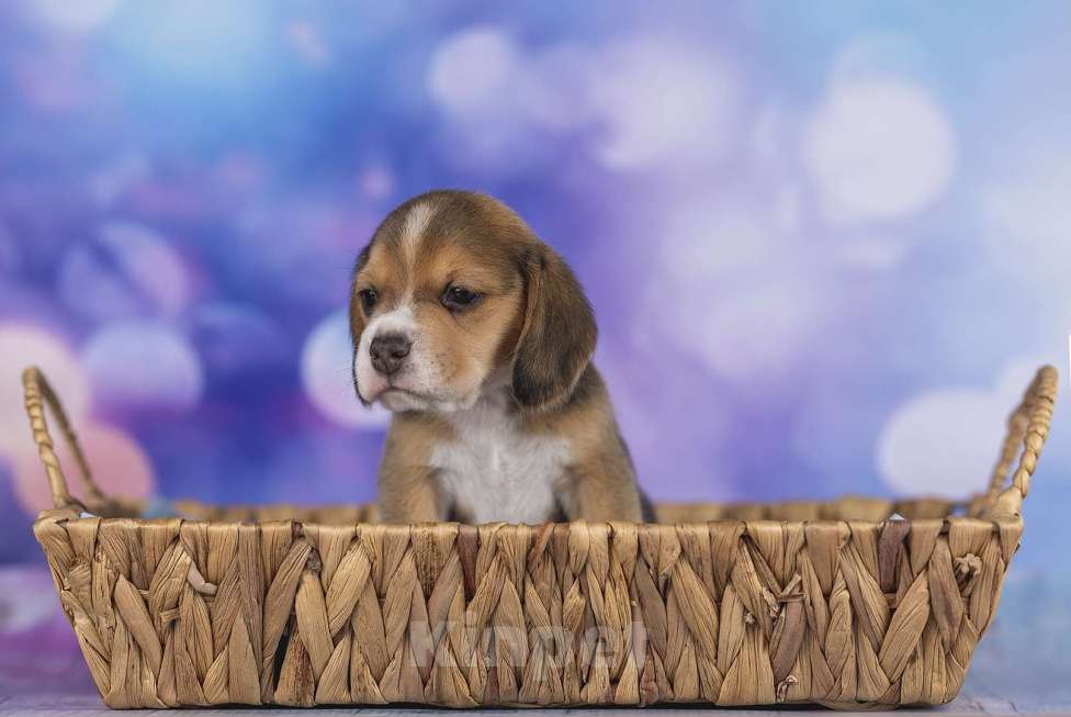 Собаки в Ярославле: Бигль Мальчик, 55 000 руб. - фото 2