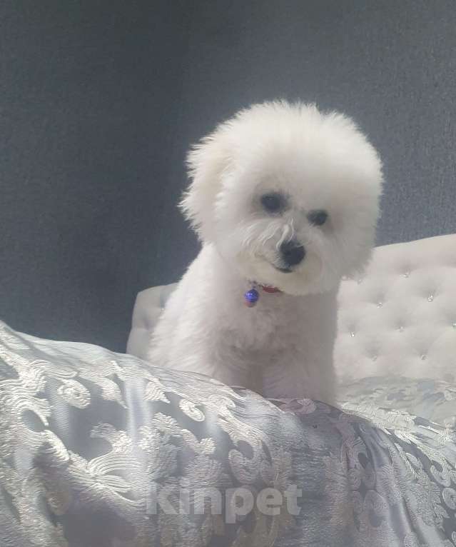 Собаки в Волжском: Щенок с прекрасными данными Девочка, Бесплатно - фото 7