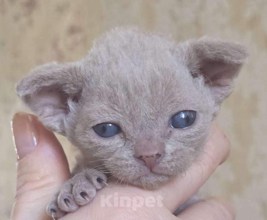 Кошки в Москве: Котята девон рекс Лиловые, циннамон, шоколадный мрамор Девочка, 85 000 руб. - фото 2