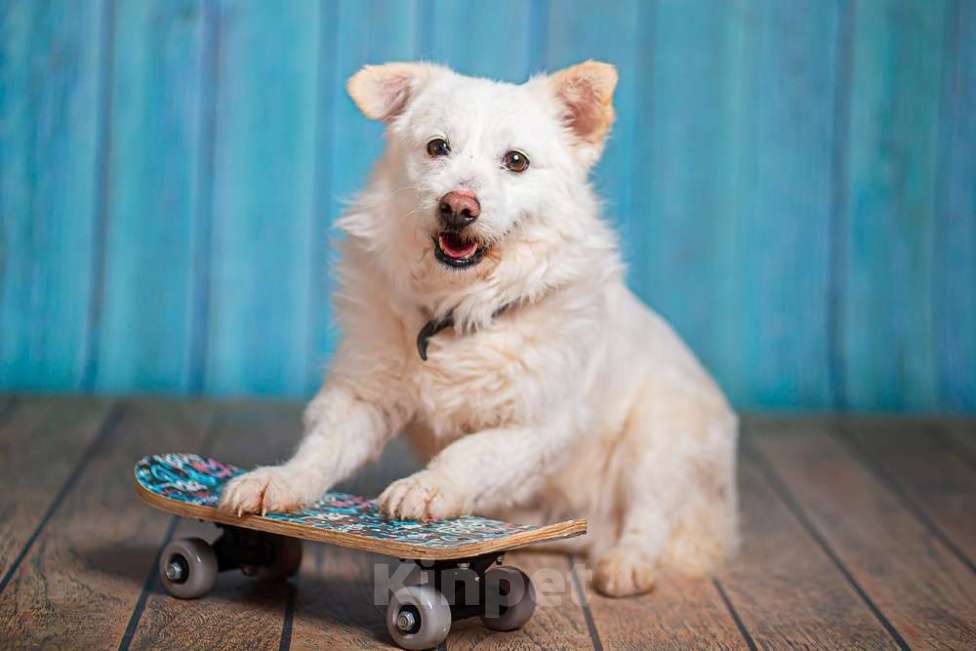 Собаки в Москве: Маленький белый пёс Эдвиг в добрые руки Мальчик, 1 руб. - фото 8