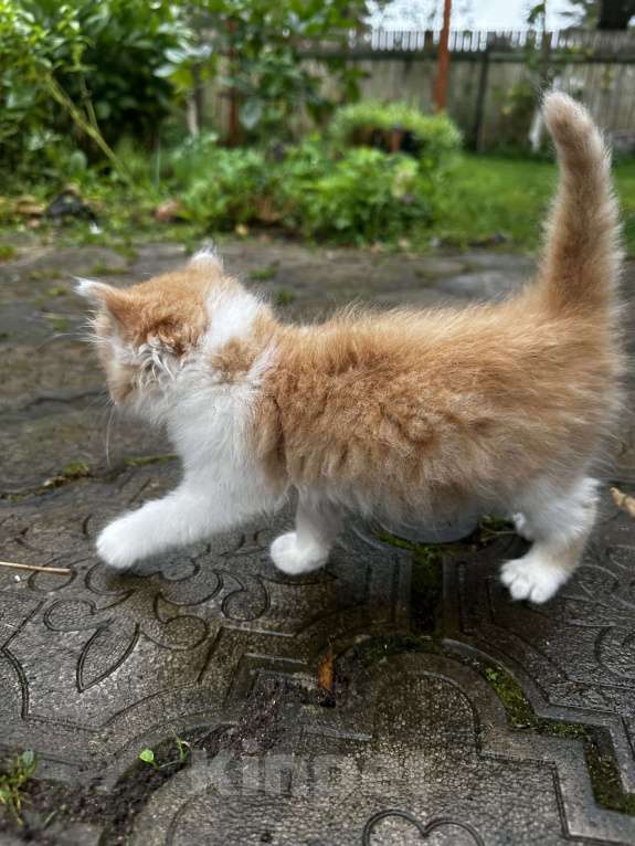 Кошки в Москве: Котенок мальчик  Мальчик, Бесплатно - фото 2