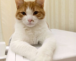 Кошки в Химках: Рыжик Мальчик, 10 руб. - фото 1