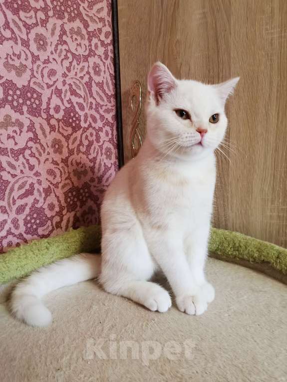 Кошки в Мытищах: Шотландский котёнок Девочка и Мальчик  Мальчик, 12 000 руб. - фото 2