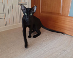 Кошки в Подольске: Шикарные ориентальные котики Мальчик, 35 000 руб. - фото 4