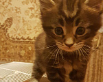 Кошки в Лянторе: Котенок мейнкун, 30 000 руб. - фото 9
