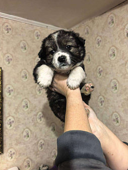 в добрые руки