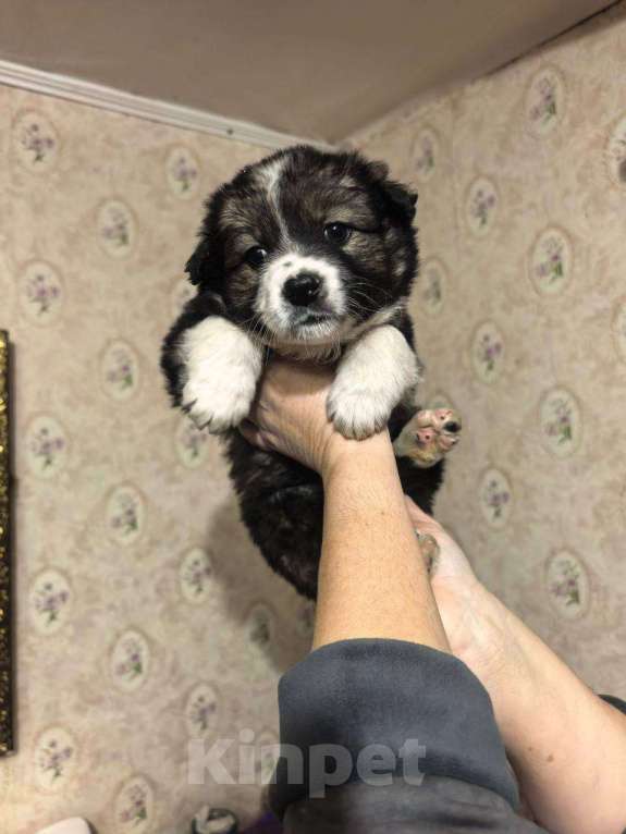 Собаки в Лебедяни: в добрые руки Мальчик, Бесплатно - фото 1