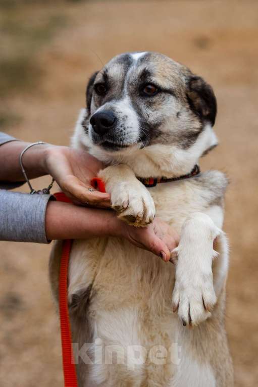 Собаки в Москве: Дейзи Девочка, Бесплатно - фото 5