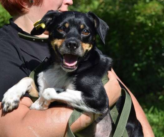 Собаки в Раменском: Коба и Топик в поисках дома Мальчик, Бесплатно - фото 5
