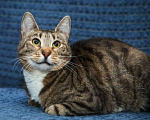 Кошки в Санкт-Петербурге: Кошечка Полоска ищет дом Девочка, Бесплатно - фото 2