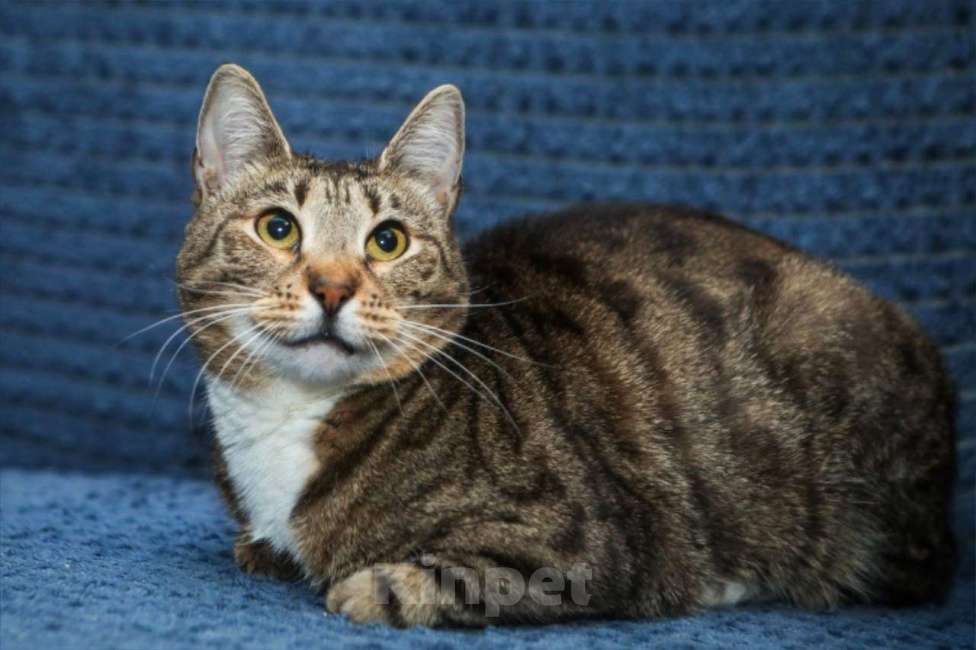 Кошки в Санкт-Петербурге: Кошечка Полоска ищет дом Девочка, Бесплатно - фото 2