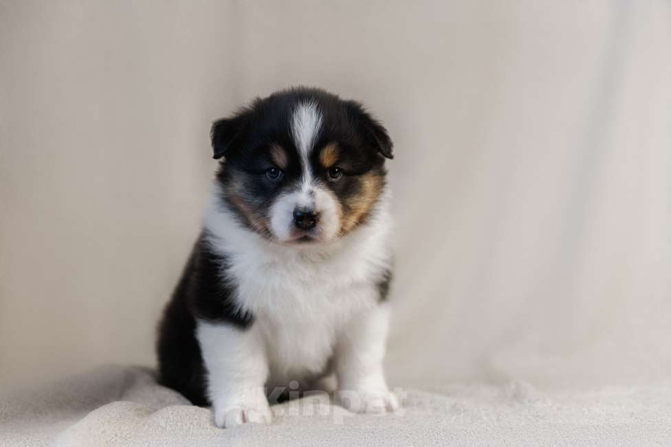 Собаки в Москве: Продаются щенки австралийской овчарки Разнополые, Бесплатно - фото 6