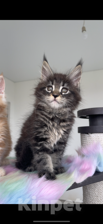 Кошки в Москве: Мейн кун Девочка, Бесплатно - фото 2