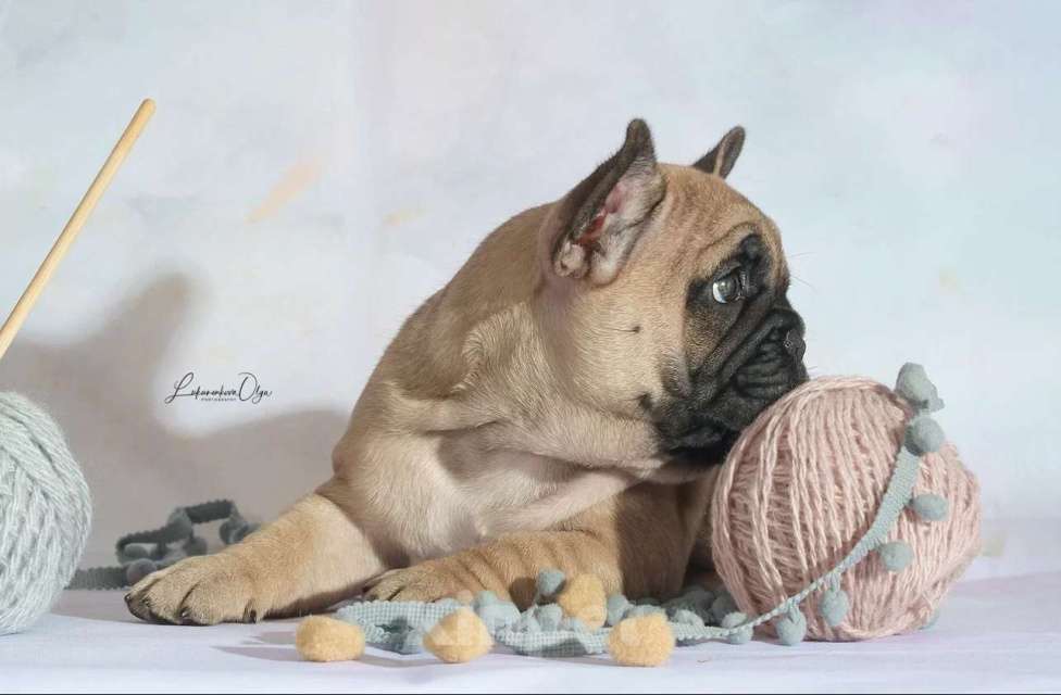 Собаки в Химках: Щенки французского бульдог РКФ Мальчик, Бесплатно - фото 4