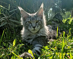 Кошки в Москве: Котенок породы мейн-кун  Мальчик, 90 000 руб. - фото 5