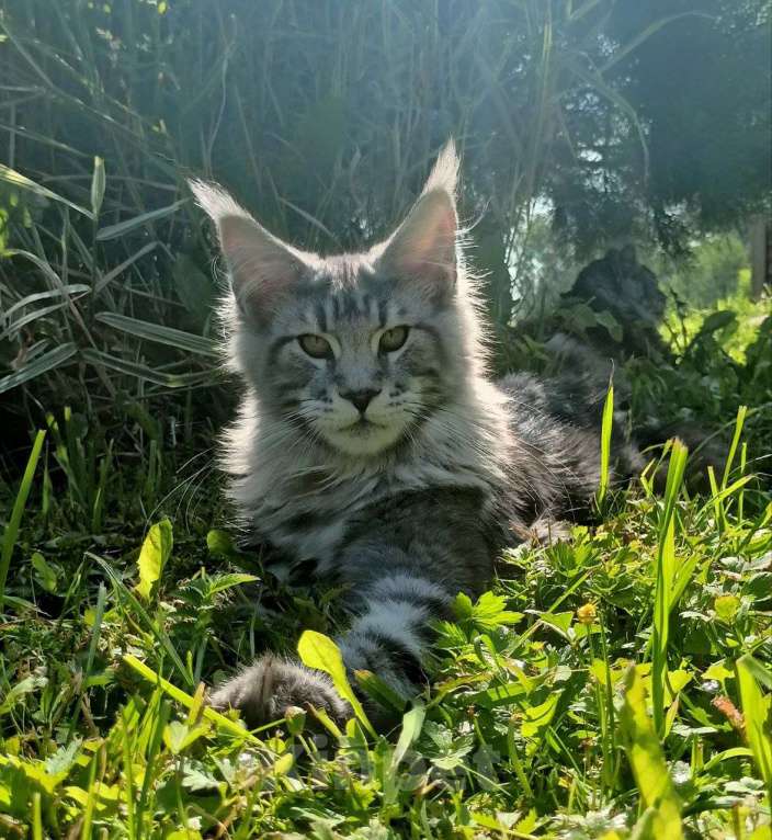 Кошки в Москве: Котенок породы мейн-кун  Мальчик, 90 000 руб. - фото 5