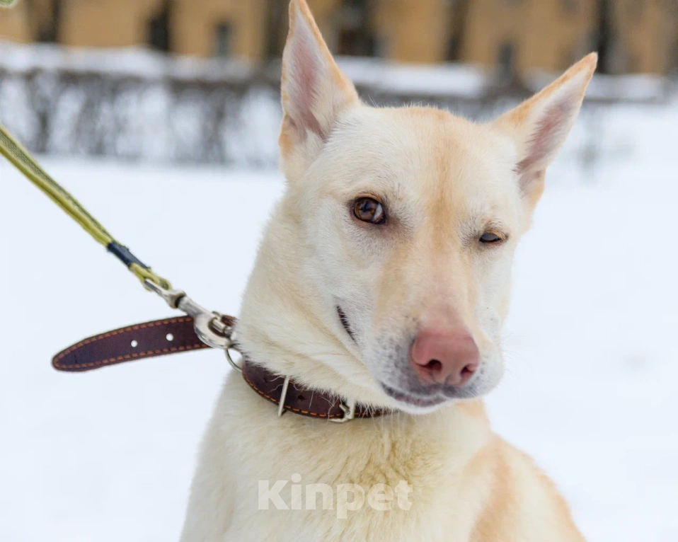 Собаки в Москве: Сильвия Девочка, Бесплатно - фото 2