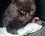 Кошки в Новочеркасске: Ищет дом котик Мальчик, Бесплатно - фото 1