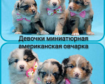 Собаки в Пушкино: Щенки мини аусси. Щенки миниатюрной американской овчарки. Щенки массы Мальчик, Бесплатно - фото 3