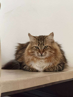 Потерялся кот