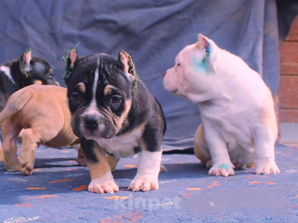 Собаки в других городах Ярославской области: Булли-малыши Девочка, 60 000 руб. - фото 7