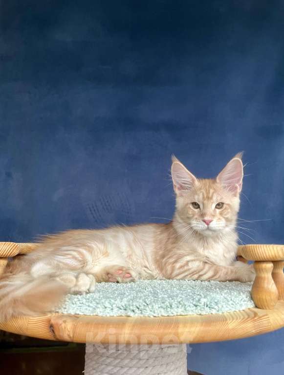 Кошки в Санкт-Петербурге: Мальчик Джемесон  Мальчик, 70 000 руб. - фото 6