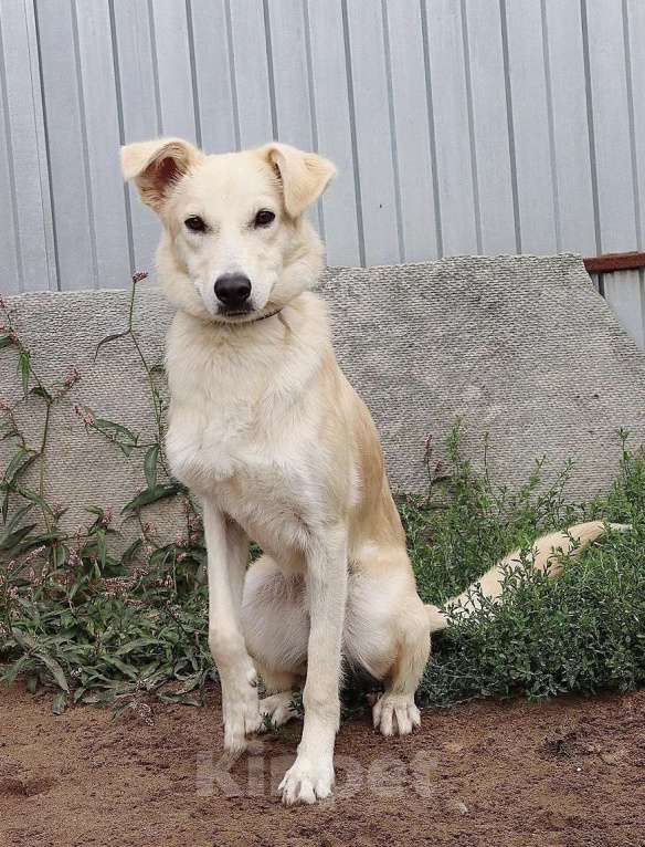 Собаки в Раменском: Рик ищет дом! Мальчик, Бесплатно - фото 2