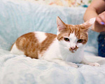 Кошки в Москве: Чупачупс - рыжий обнимательный котик в дар Мальчик, Бесплатно - фото 2