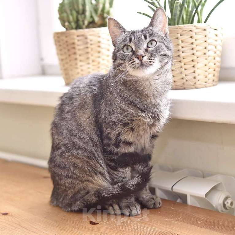 Кошки в Москве: Ручной котопёс Ириска в добрые руки Девочка, 1 руб. - фото 10