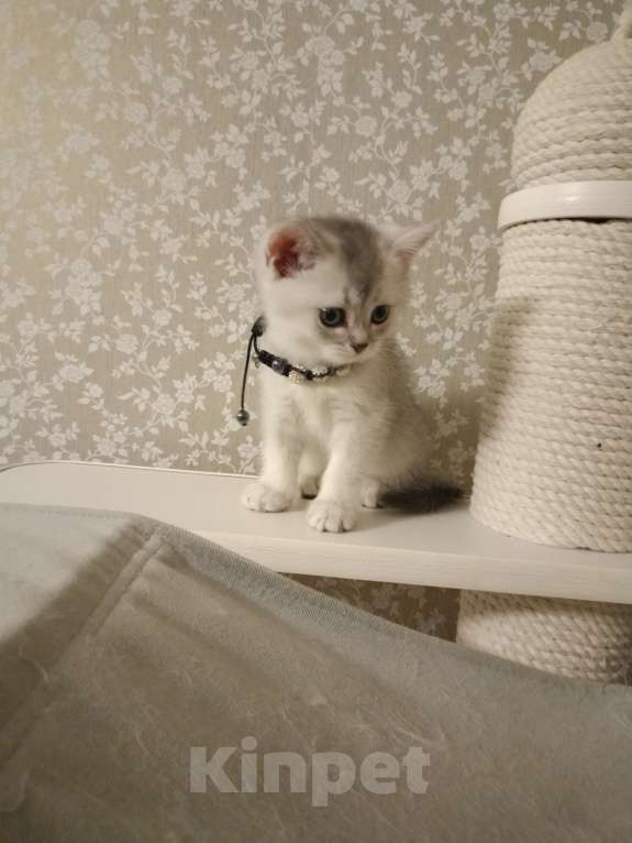 Кошки в Москве: Серая мышка Девочка, 25 000 руб. - фото 5