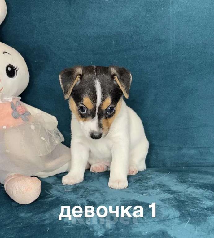 Собаки в других городах Ленинградской области: Девочка Девочка, 35 000 руб. - фото 1