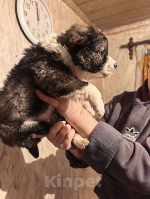 Собаки в Лебедяни: в добрые руки Мальчик, Бесплатно - фото 9