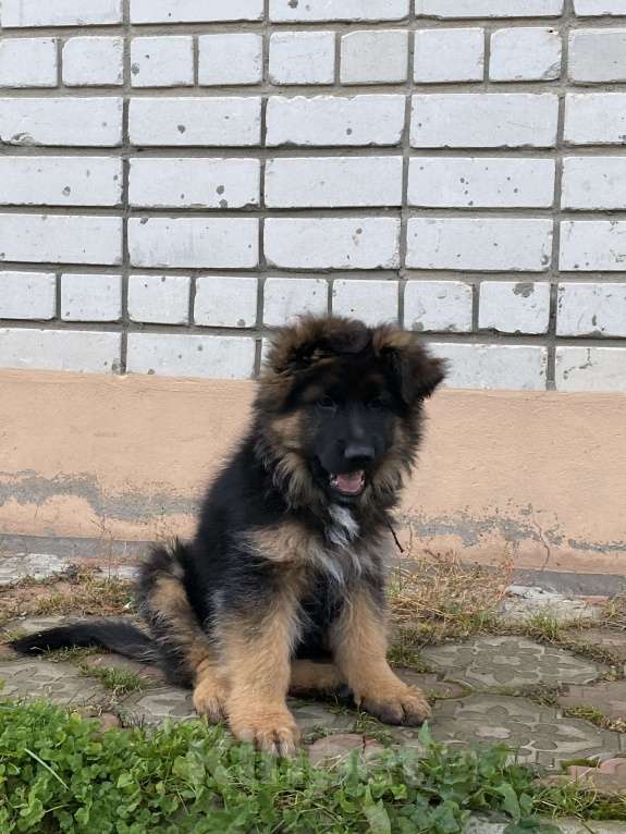 Собаки в Казани: Щенок длинношерстной немецкой овчарки Мальчик, Бесплатно - фото 2