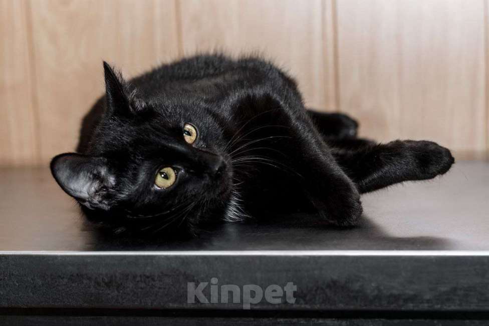 Кошки в Москве: Красавица Мята ищет дом Девочка, 99 руб. - фото 7