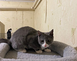 Кошки в Долгопрудном: Котенок в добрые руки Мальчик, Бесплатно - фото 4