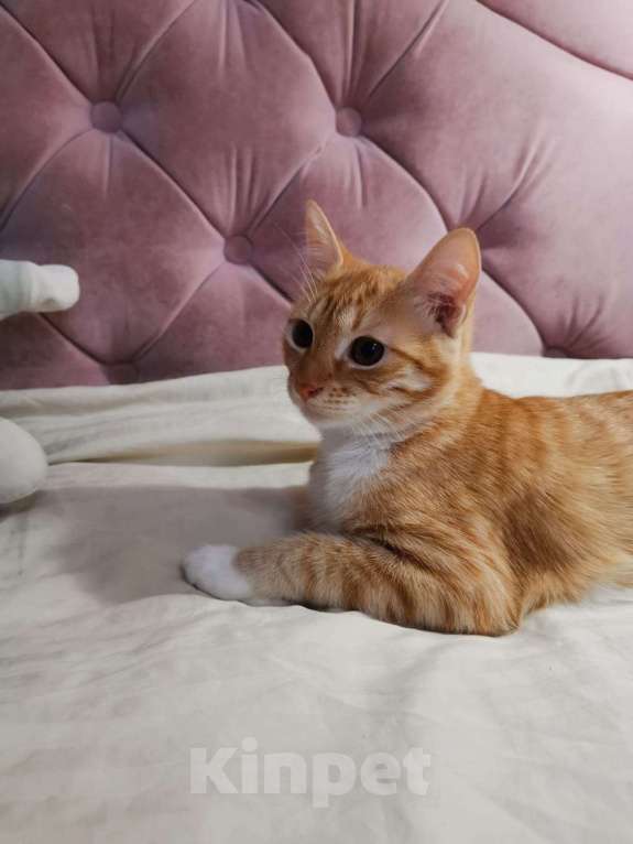 Кошки в Москве: Молоденькая рыжая Злата ищет дом! Девочка, Бесплатно - фото 6