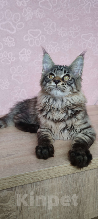 Кошки в Череповце: Мальчик из питомника  Мальчик, 40 000 руб. - фото 3