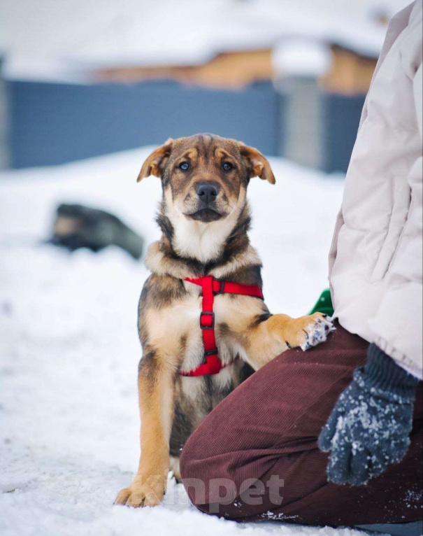 Собаки в Москве: Эльза тянется к человеку...Где ты? Девочка, Бесплатно - фото 2