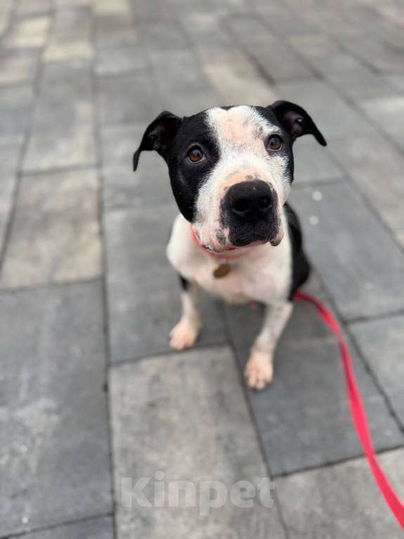 Собаки в Москве: Идеальная ласковая питбуль Розочка в добрые руки Девочка, 1 руб. - фото 2