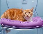 Кошки в Мытищах: Кошка Дуся в добрые руки Девочка, Бесплатно - фото 6