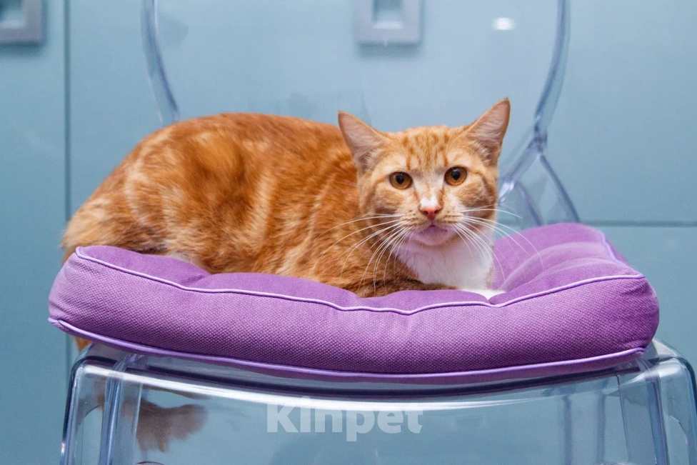 Кошки в Мытищах: Кошка Дуся в добрые руки Девочка, Бесплатно - фото 6