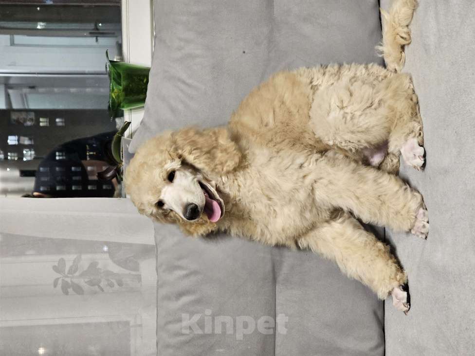 Собаки в Москве: Идеальный щенок королевского большого пуделя Мальчик, Бесплатно - фото 8