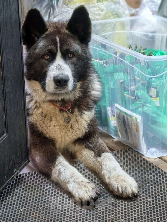 Собаки в Лосином-Петровском: Лукас якутенок в добрые руки Мальчик, Бесплатно - фото 2